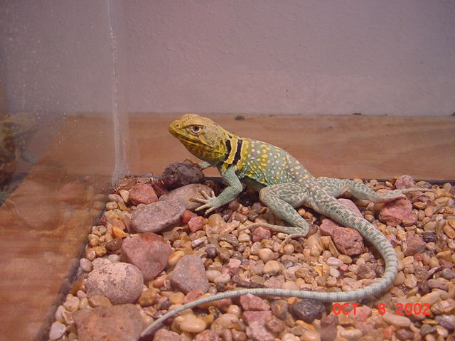 Collared Lizard