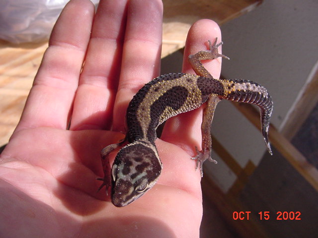 Black Stripe Leo