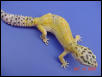 Hypo Female