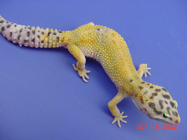 Hypo Female