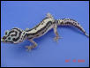 Stripe Leo