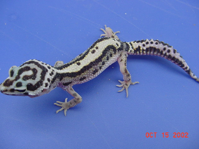 Stripe Leo