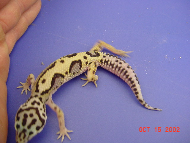 Stripe Leo