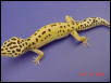 High Yellow Stripe Female, Het for Albino