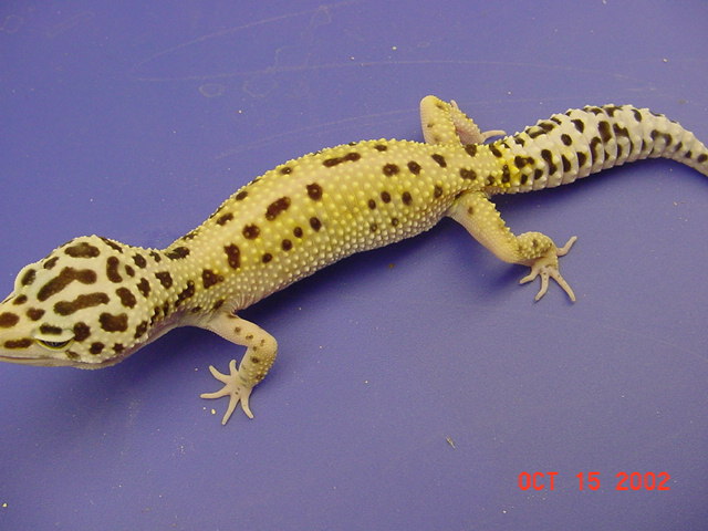 High Yellow Stripe Female, Het for Albino