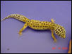 Adult female stripe, Albino Het