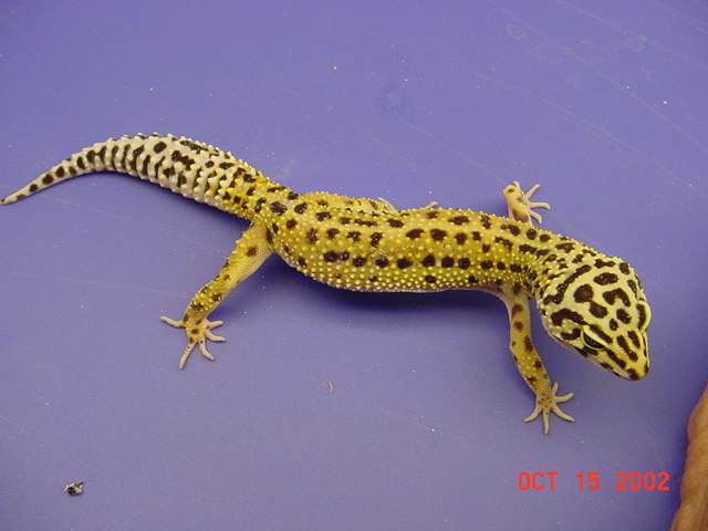 Adult female stripe, Albino Het