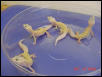 Patternless Leos