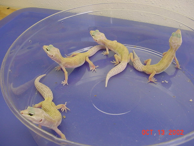 Patternless Leos