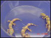 Albinos
