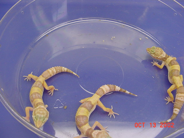 Albinos