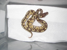Butter Male