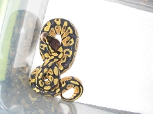 Pastel Female3