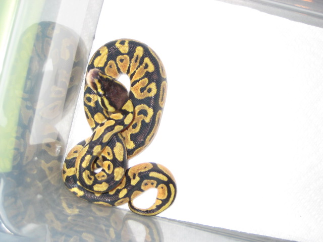 Pastel Female3