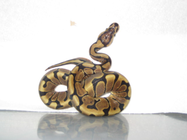 woma female