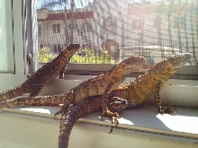Sunbathing Banana Pectinata