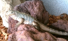 Lewisi Baby 5 months old
