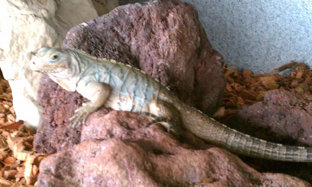 Lewisi Baby 5 months old