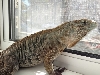 Lewisi in the window