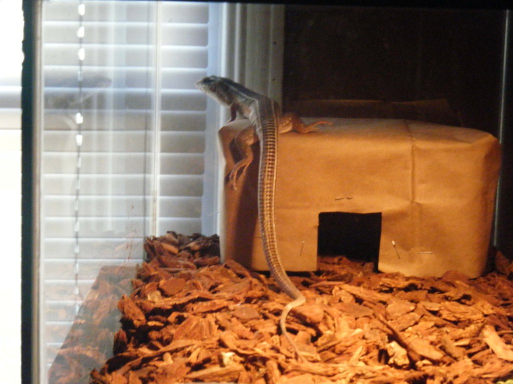 LEVI