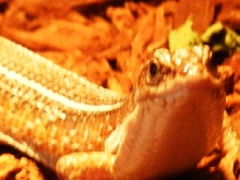 LEVI EXPLORING