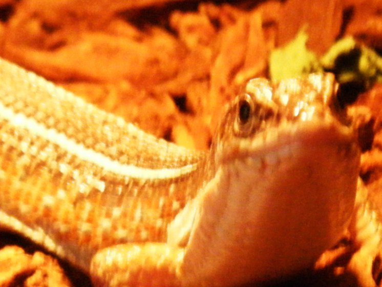 LEVI EXPLORING