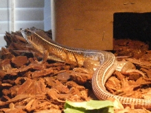 LEVI STROLLING
