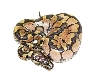 BP Enchi ?