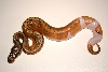 Ma Reptiles 4