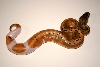 Ma Reptiles 5