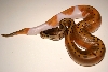 Ma Reptiles 6
