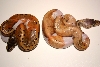 LbPie   PinPie 1