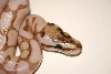 Ma Reptiles 1