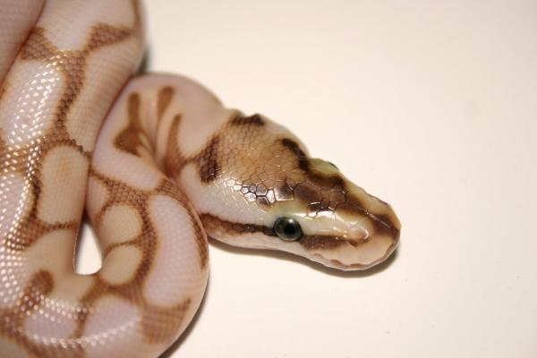 Ma Reptiles 1