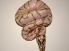 Ma Reptiles 2