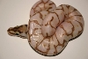 Ma Reptiles 3