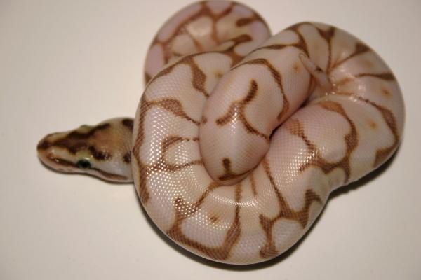 Ma Reptiles 3