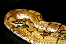 StingerMale -07