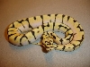 Stinging BumbleBee