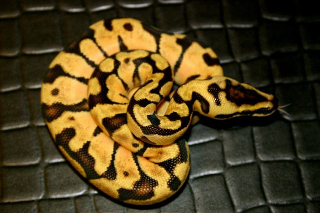 SuperEnchi Pastel