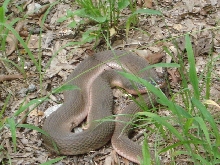 redbelly