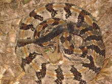 cane2