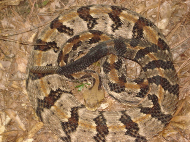 cane2