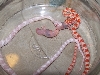 corn snake