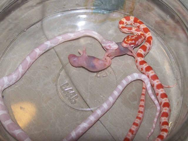 corn snake