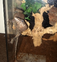 Varanus Rudicollis - Black Roughneck Monitor