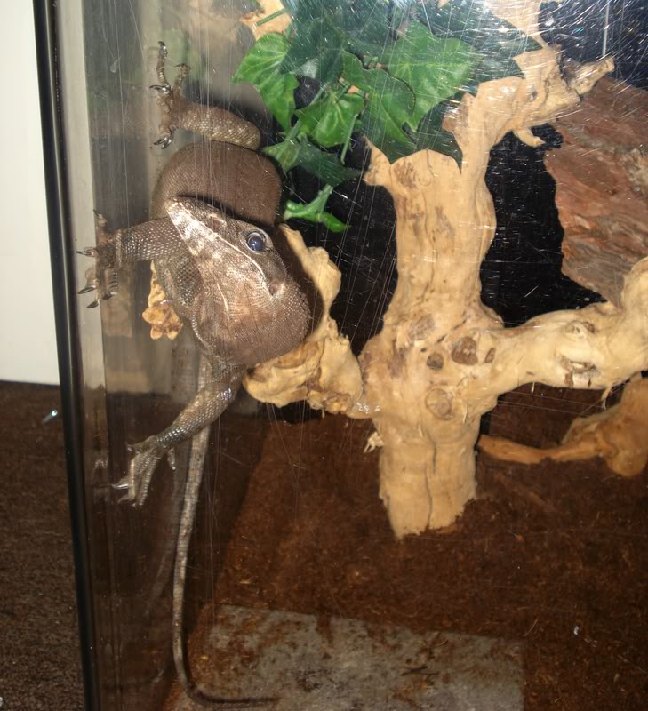 Varanus Rudicollis - Black Roughneck Monitor