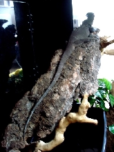 Varanus Rudicollis - Black Roughneck Monitor