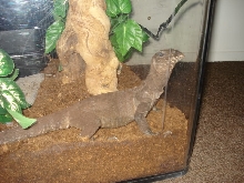Varanus Rudicollis - Black Roughneck Monitor