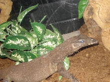 Varanus Rudicollis - Black Roughneck Monitor